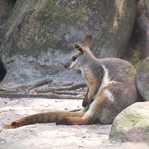 Wallaroo Station Children's Zoo - Yellow-footed Rock-Wallaby