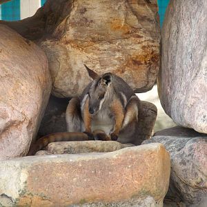Wallaroo Station Children's Zoo - Yellow-footed Rock-Wallaby