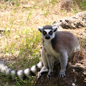 Primate World - Ring-tailed Lemur