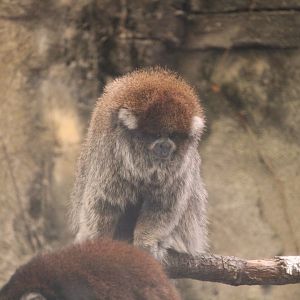 Primate World - White-eared Titi