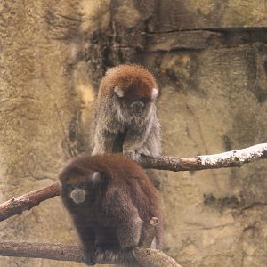 Primate World - White-eared Titi