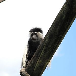 Primate World - Peters' Angola Colobus