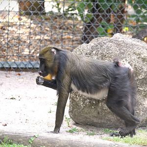 Primate World - Mandrill