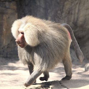 Primate World - Hamadryas Baboon