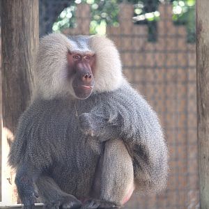Primate World - Hamadryas Baboon
