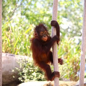Primate World - Bornean Orangutan