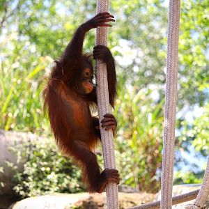 Primate World - Bornean Orangutan