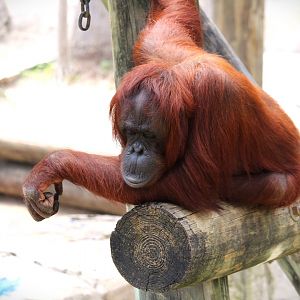 Primate World - Bornean Orangutan