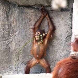 Primate World - Bornean Orangutan