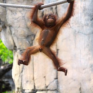Primate World - Bornean Orangutan