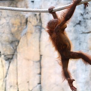 Primate World - Bornean Orangutan