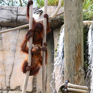 Primate World - Bornean Orangutan