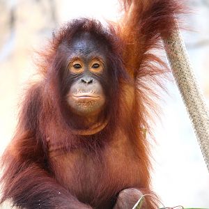 Primate World - Bornean Orangutan