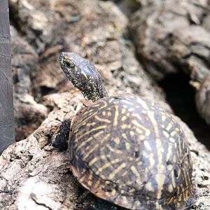 Wetlands of Florida - Florida Box Turtle