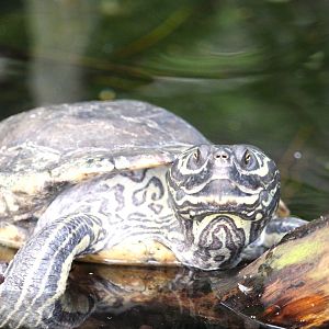 Wetlands of Florida - Barbour's Map Turtle