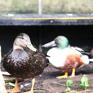 Wetlands of Florida - American Black Duck and Northern Shoveler