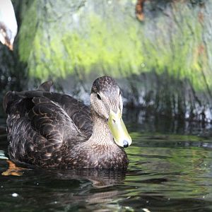 Wetlands of Florida - American Black Duck