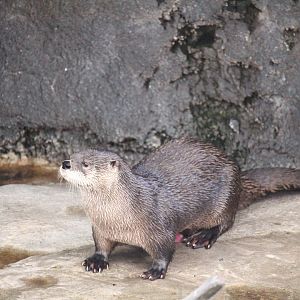 Wetlands of Florida - North American River Otter