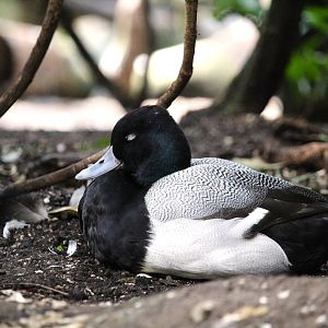 Wetlands of Florida - Lesser Scaup
