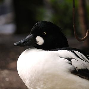 Wetlands of Florida - American Goldeneye