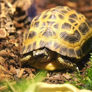 Journey to Madagascar - Southern Spider Tortoise