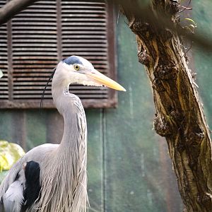 Wetlands of Florida - Ward's Great Blue Heron