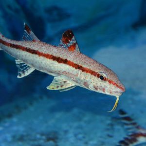 Freckled goatfish (Upeneus tragula)