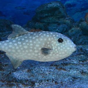 Spotted oceanic triggerfish (Canthidermis maculata)