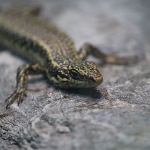 Grand Skink