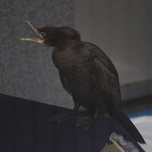 Little Shag (Little Pied Cormorant) juvenile (rehab bird at The Nest)