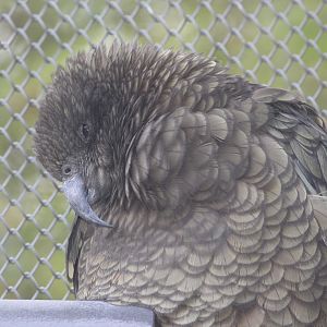 Kea