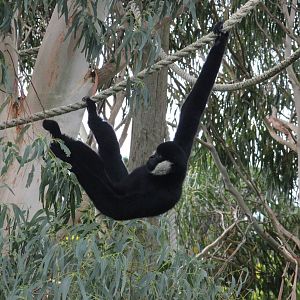 White-cheeked Gibbon "Vilson"