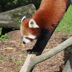 Himalayan Red Panda