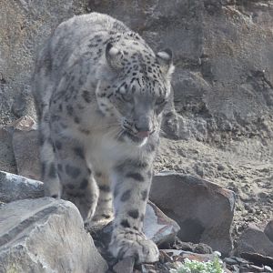 Snow Leopard