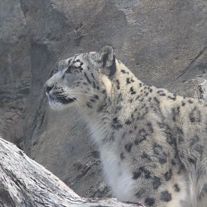 Snow Leopard