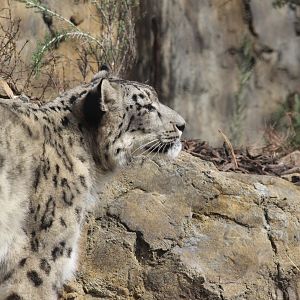 Snow Leopard