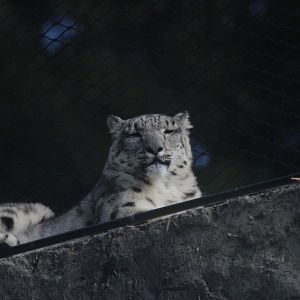 Snow Leopard