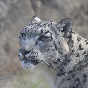 Snow Leopard