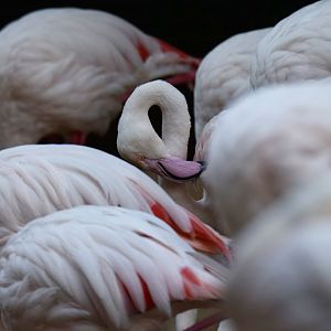 Greater flamingo (Phoenicopterus roseus)