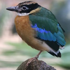 Blue-winged pitta (Pitta moluccensis)