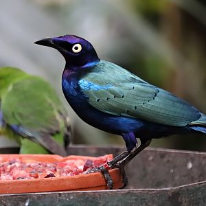 Purple starling (Lamprotornis purpureus)