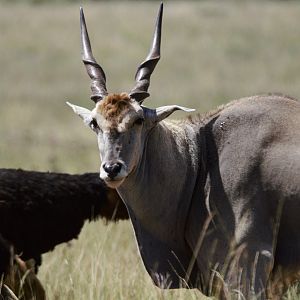 Cape Eland (Taurotragus oryx oryx)