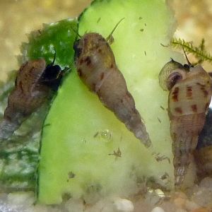 Red-rimmed viviparous snail (Melanoides tuberculata)