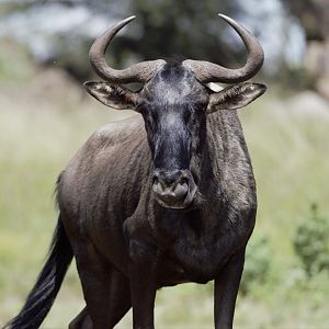 Blue Wildebeest (Connochaetes taurinus)