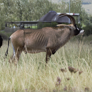 Roan antelope (Hippotragus equinus)