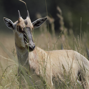 Juvenile Blesbok (Damaliscus pygargus phillipsi)