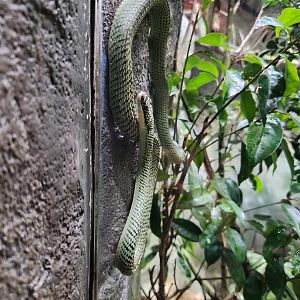 Paradise tree snake