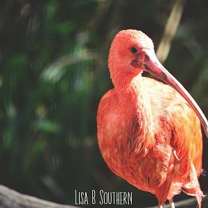 scarlet ibis