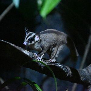 Sugar Glider