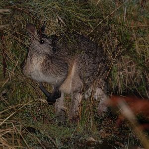 Eastern Grey Kangaroo at night (a rainy night)
